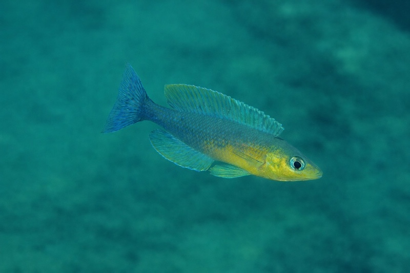 Cyprichromis sp. 'dwarf jumbo' Nondwa Point